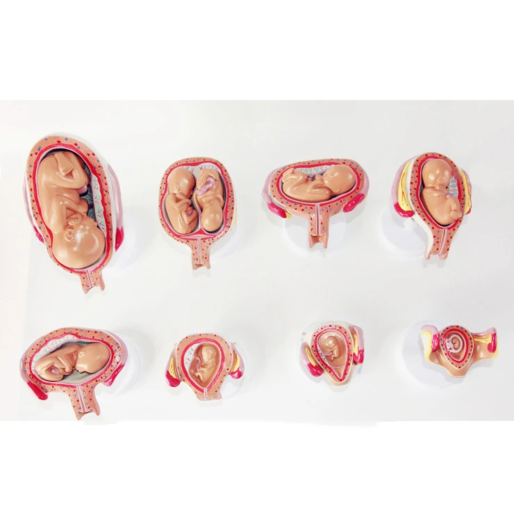 Set of 8 - Human Embryo Fetus Development Period of Gestation Model