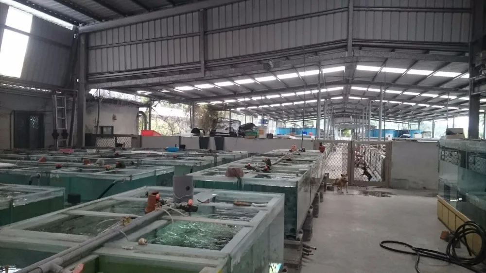 
Good Petrotilapia sp. Chitimba Fish 