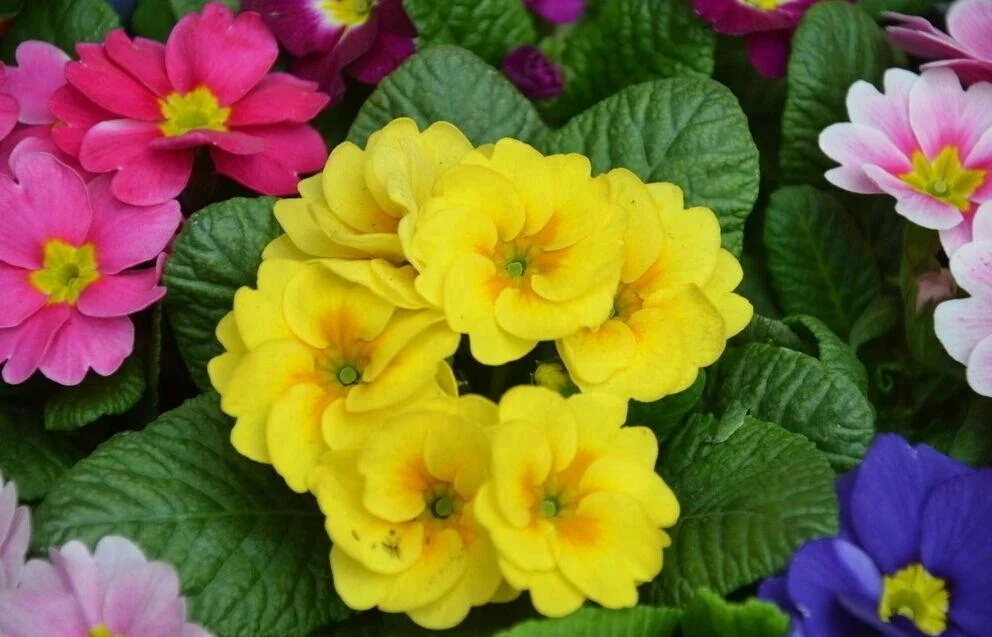 Hybrid F1 Primula Malacoides Flower Seeds For Cultivation