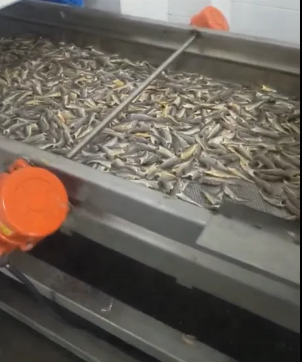 
Fish Production Line ,Fish canning production line , fish meal production line for hot sale 