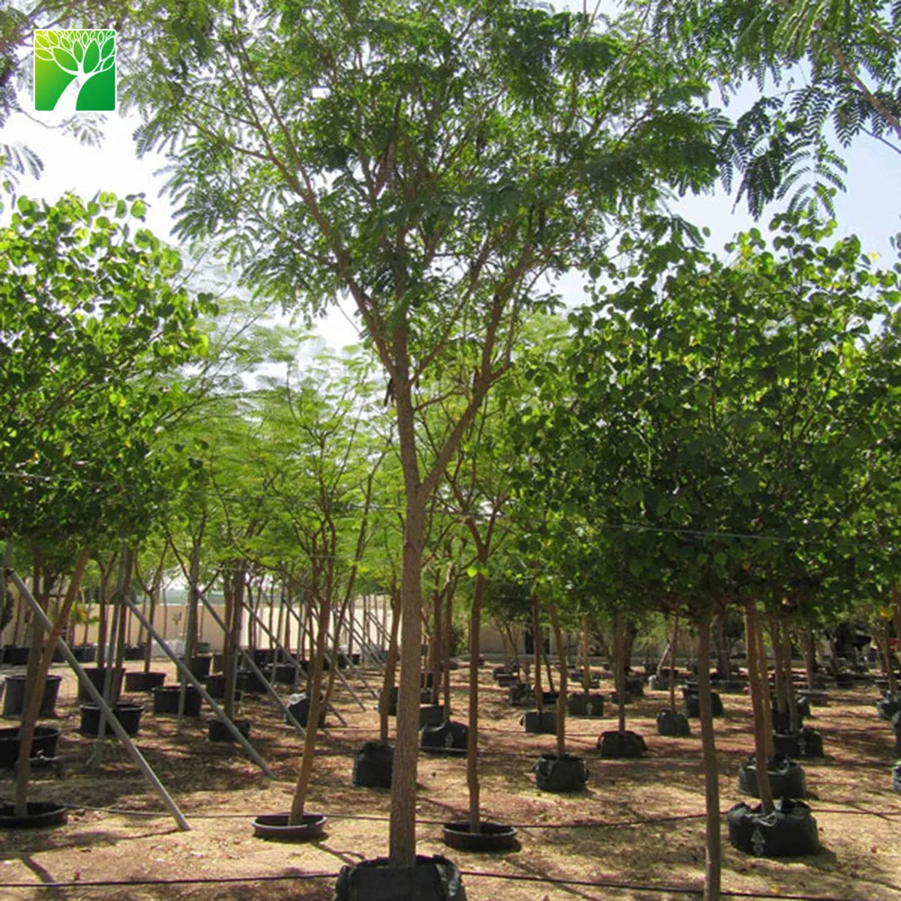 Растительная ферма, оптовая продажа, песчаная почва, тип дерева, растение Albizia пустынник