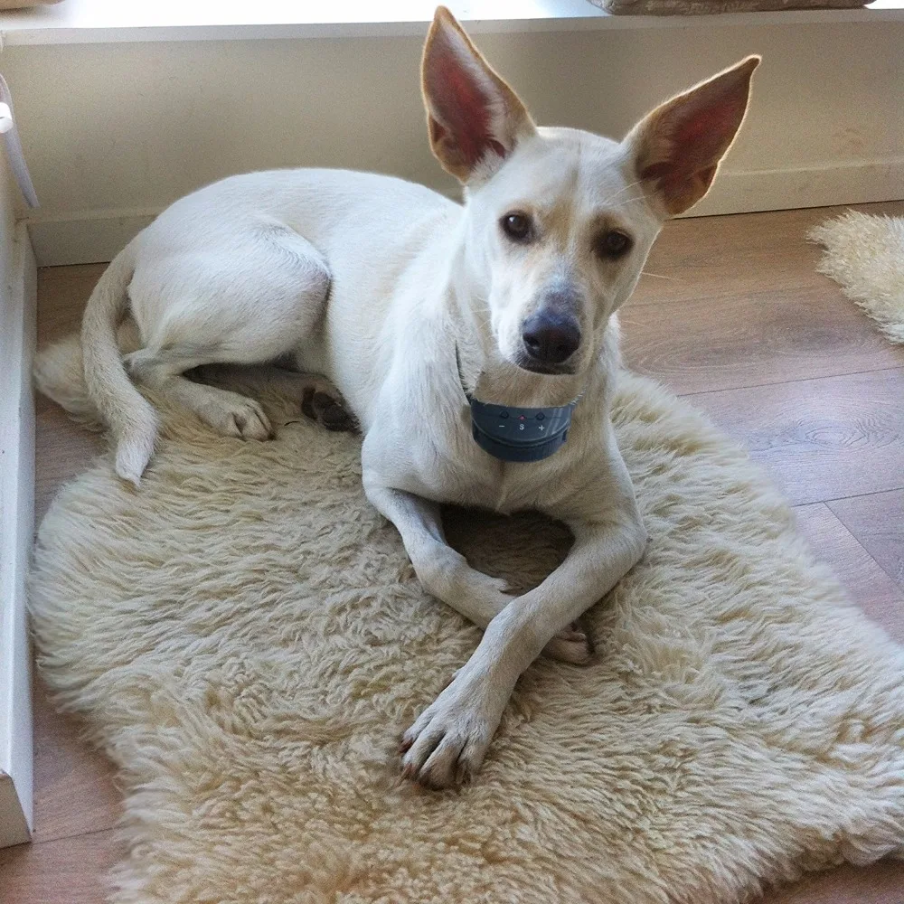 Anti Bark Dog Collar by Pets Finest - Sound & Vibration Anti Bark Dog Collar