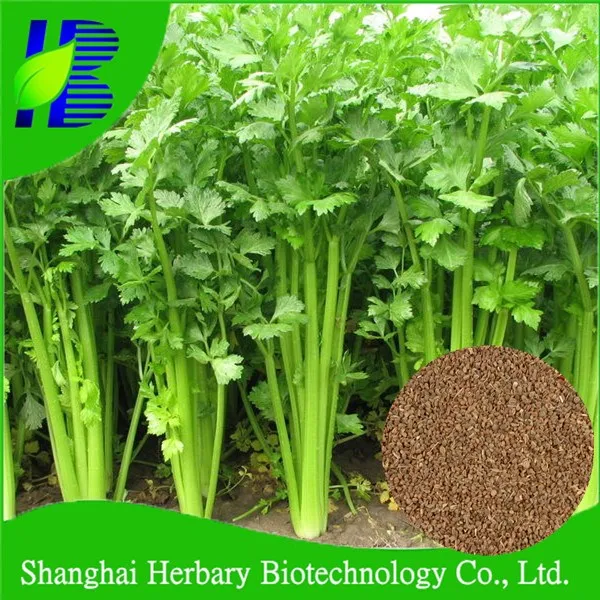2021 Высокопроизводительные семена овощей, семена сельдерея для выращивания