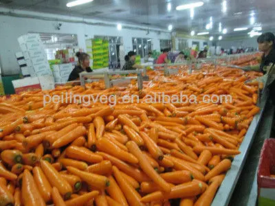 
2013 New Corp Fresh Carrot(Carton Packaging/high quality) 