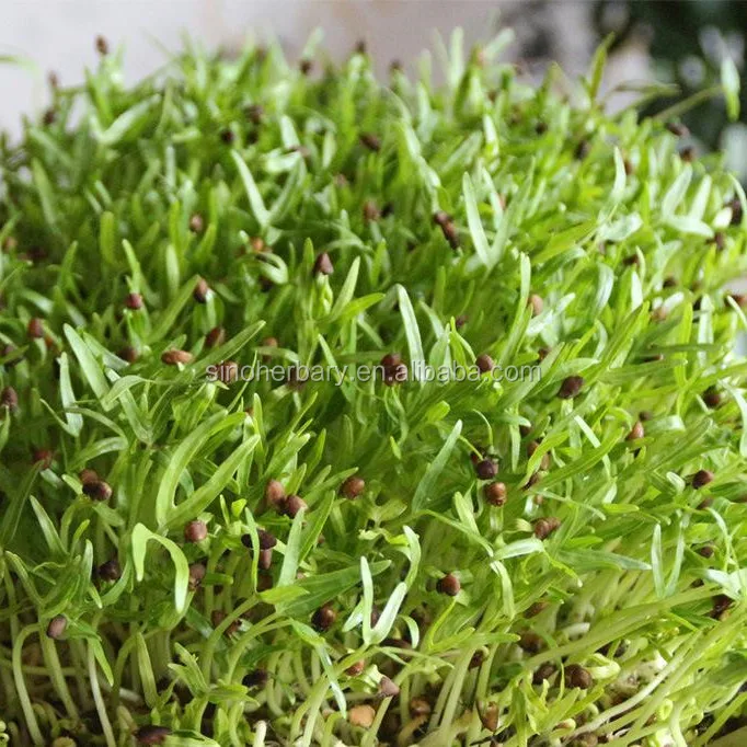 
2021 MS NO.5 Microgreen Seeds Organic Water Spinach Seeds 