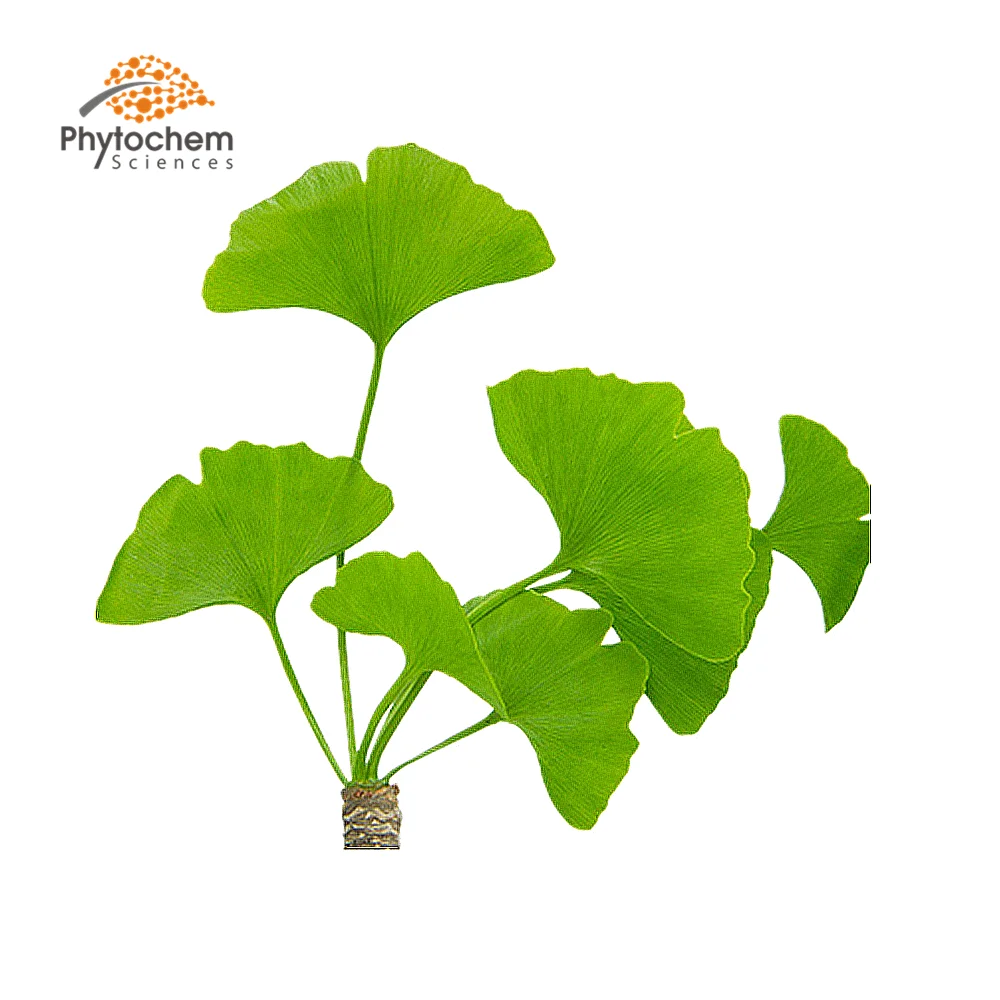 High Quality ginkgoflavon glycosides powder ginkgo biloba extract Ginkgo Leaf Extract