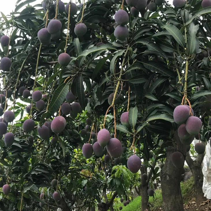 
Keitt Mango Fruit saplings 