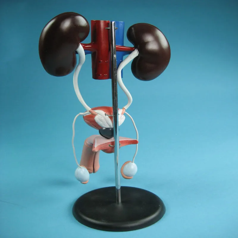 
Biology Education Equipment Anatomical Model of the Male genitourinary system 