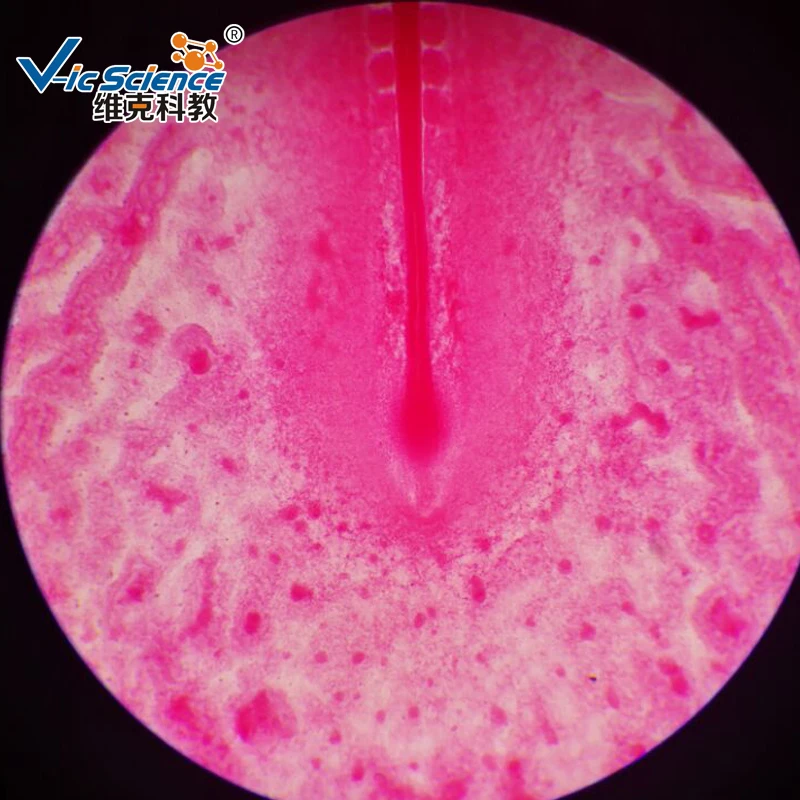 Cheap chick embryo slides prepared microscope slides