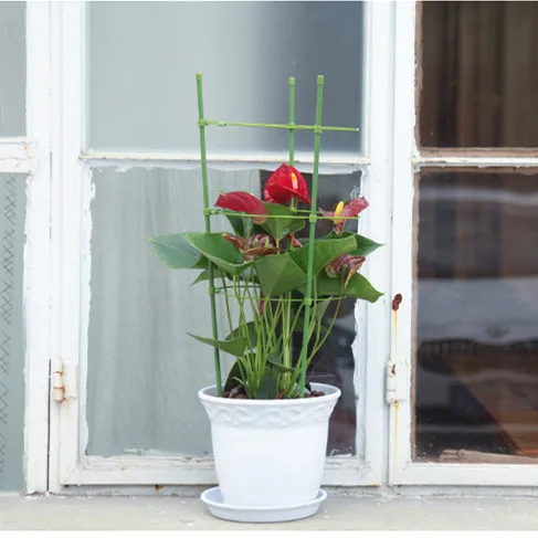 Green tomato ring plant supports for garden