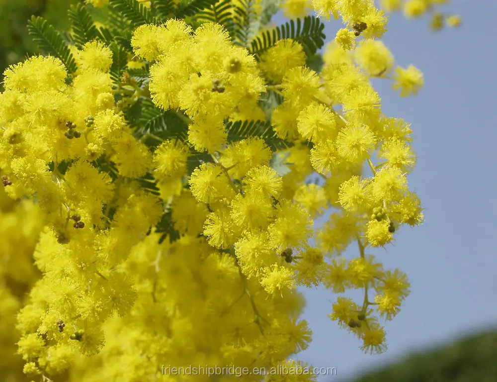  Саженцы акации из Тайваня