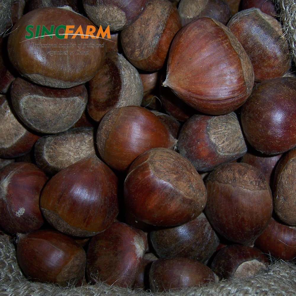 Wholesale fresh chestnut price per kg