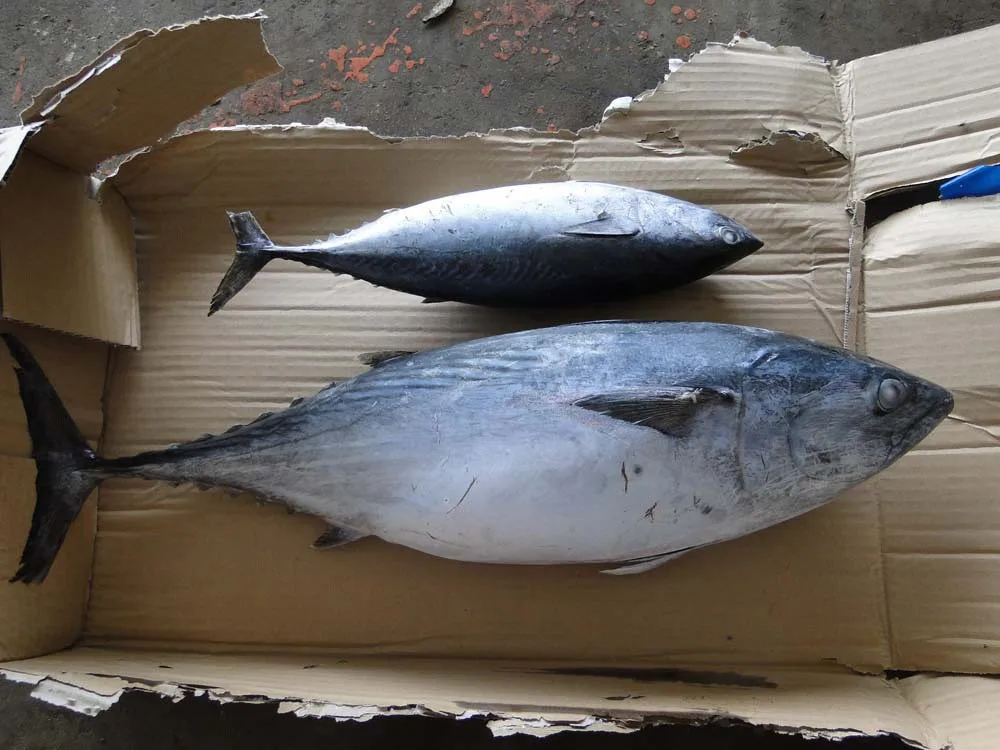 
1000g+ Frozen Bonito Fish Skipjack Tuna 
