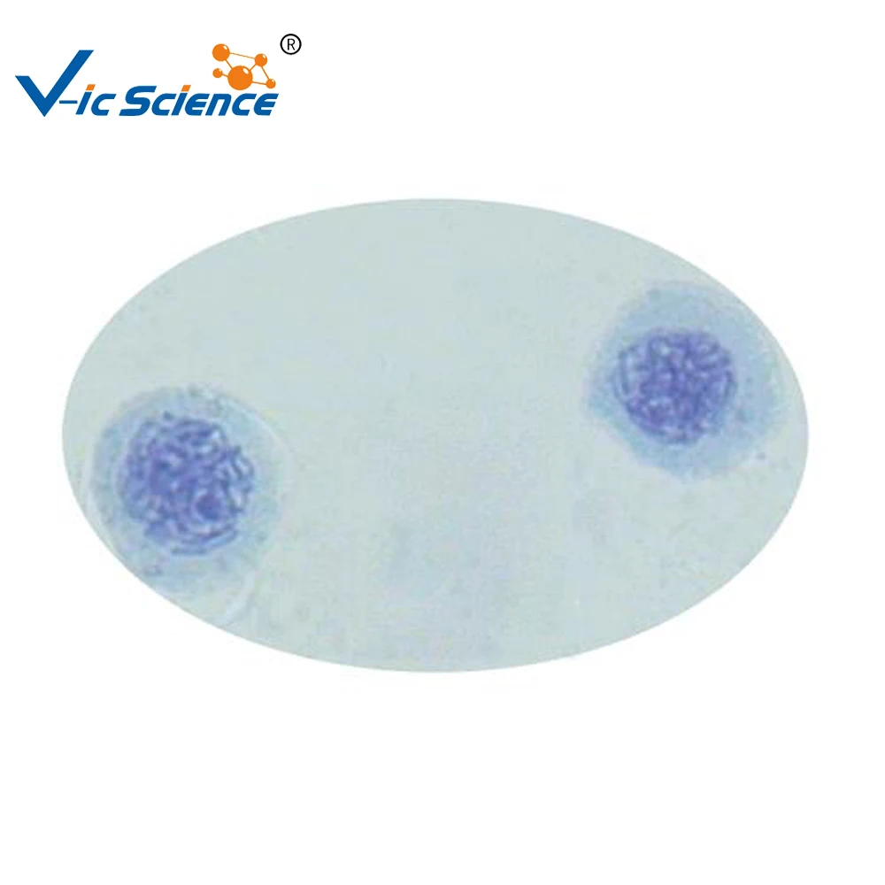 
Teaching or researching 12 pcs cell biology meiosis slides set 