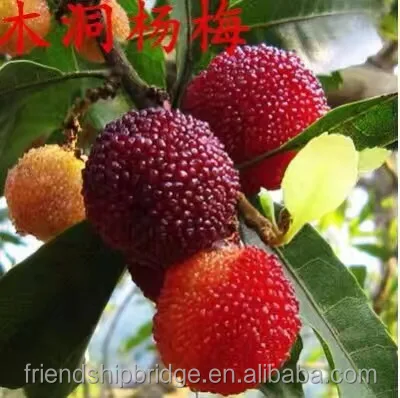 High quality Myrica Rubra Waxberry Tree Seedlings