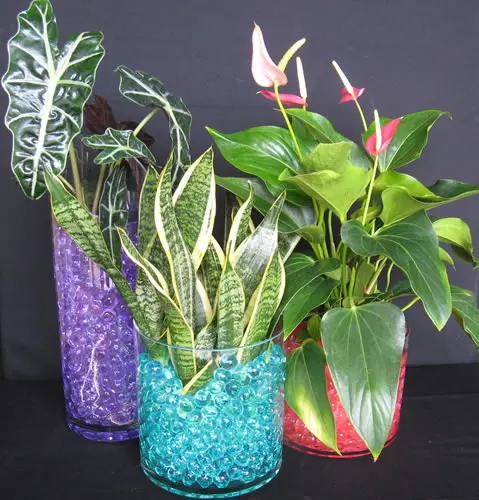 Colorful Water Plant Flower Jelly Crystal Soil