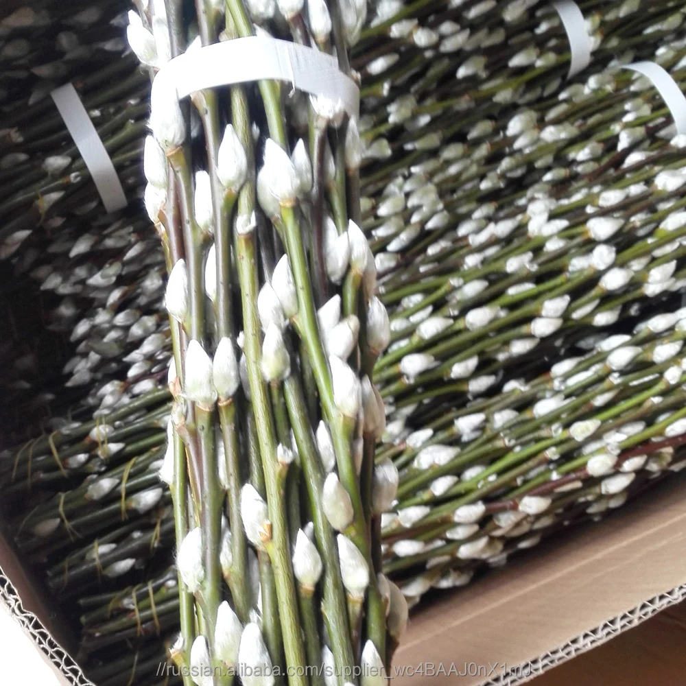 Свежих срезанных цветов вербы Salix на новый год умственной деятельности высокое качество натуральный свежий цветок