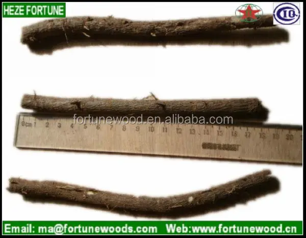 paulownia hybrid 9501 root paulownia planting