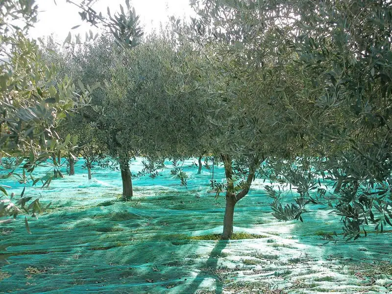 Virgin HDPE olive net supplier from China