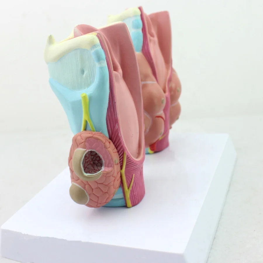 Human thyroid pathology model