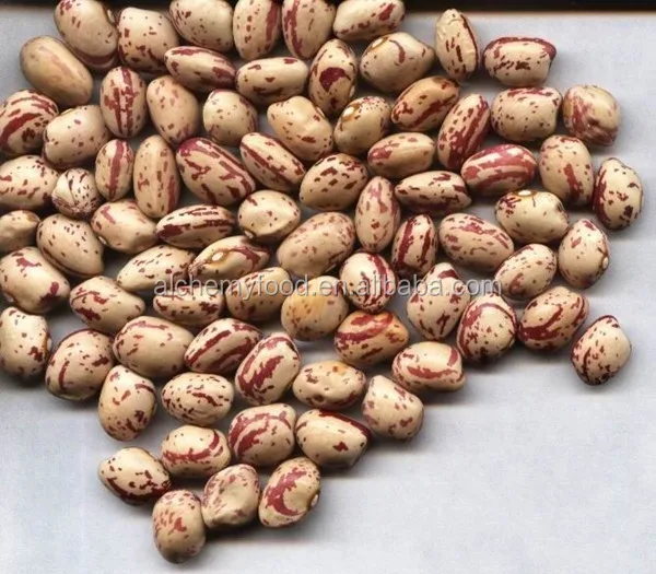 best price of light kidney bean for hot sale with good quality