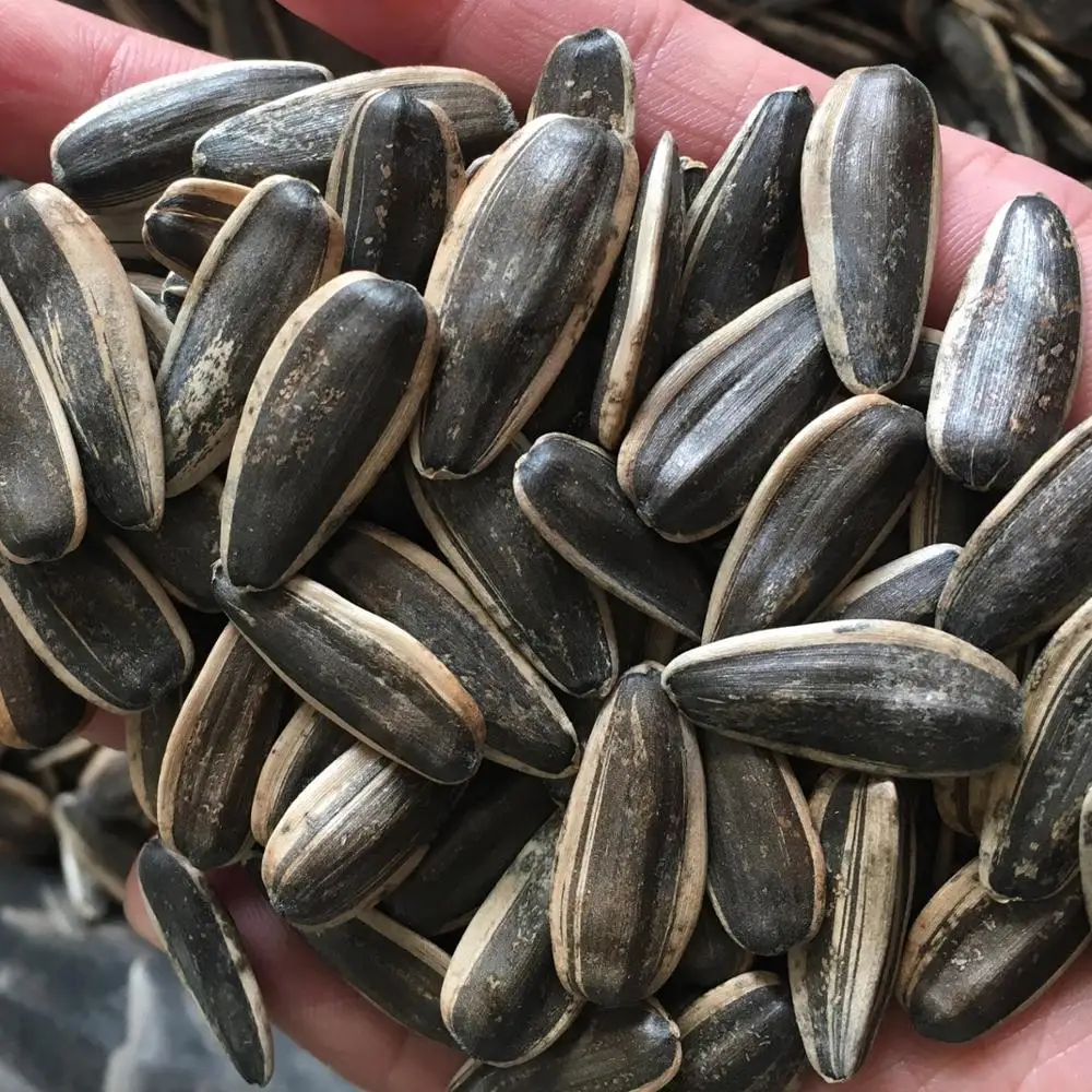 
chinese sunflower seeds type 363/361/601/5009/3939 