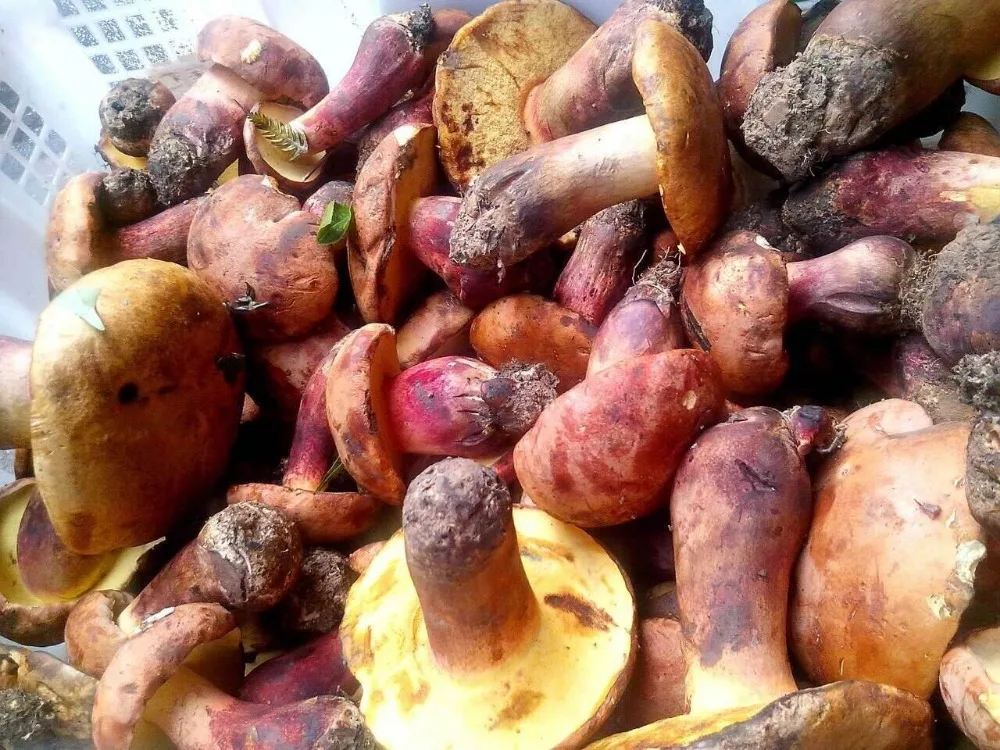 
Detan Wild Boletus Rare Edible Mushroom 