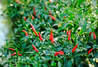 FROZEN CHILI FOR WHOLESALE/ CONTACT