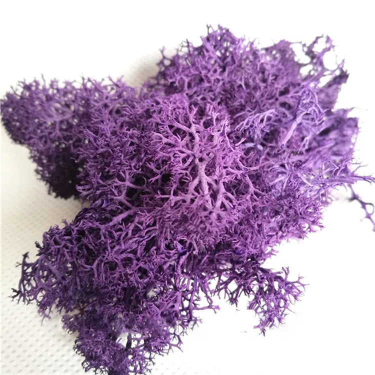 HFloral Company decoration background wall supermoss preserved moss bulk Hotel decor Natural preserved reindeer moss