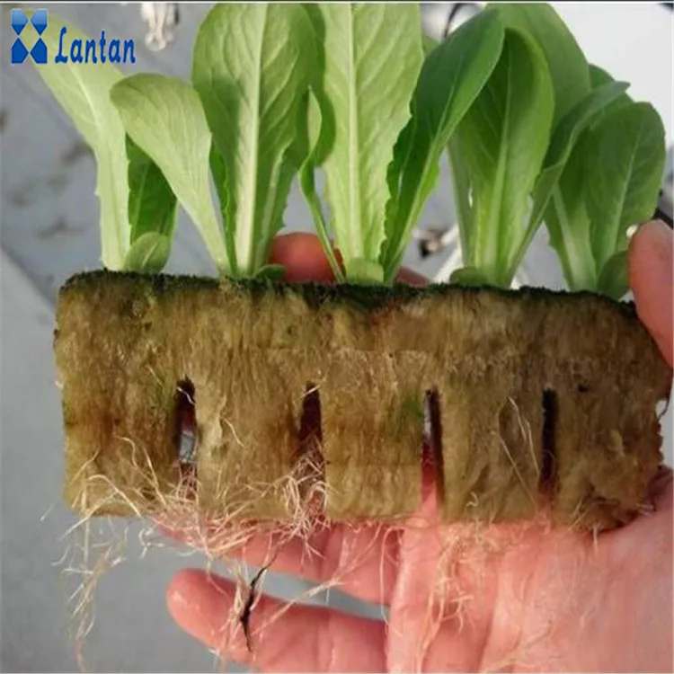 Agriculture grow rock wool cubes