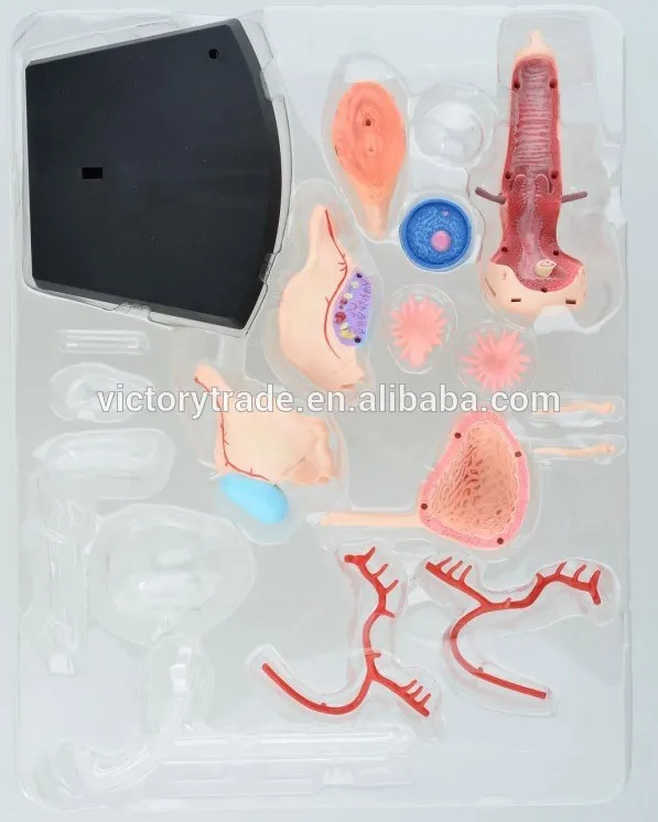 V-HM10 4D MASTER female reproductive system anatomical uterus model