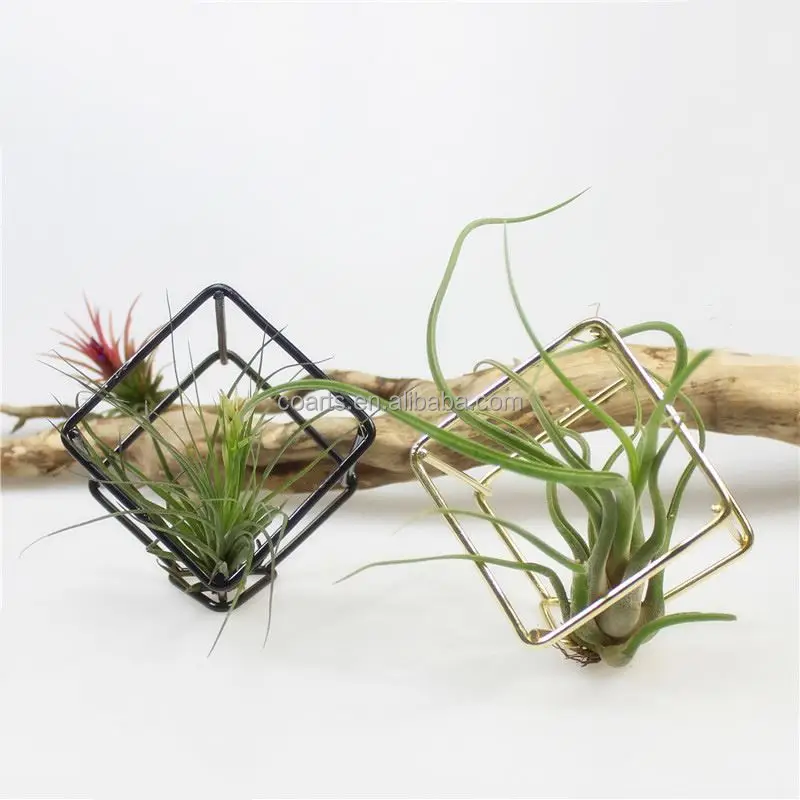 Container Iron Cubic Geometry Four Airplant Receptacle Tillandsia Gold Flower Small Metal Hand Carved