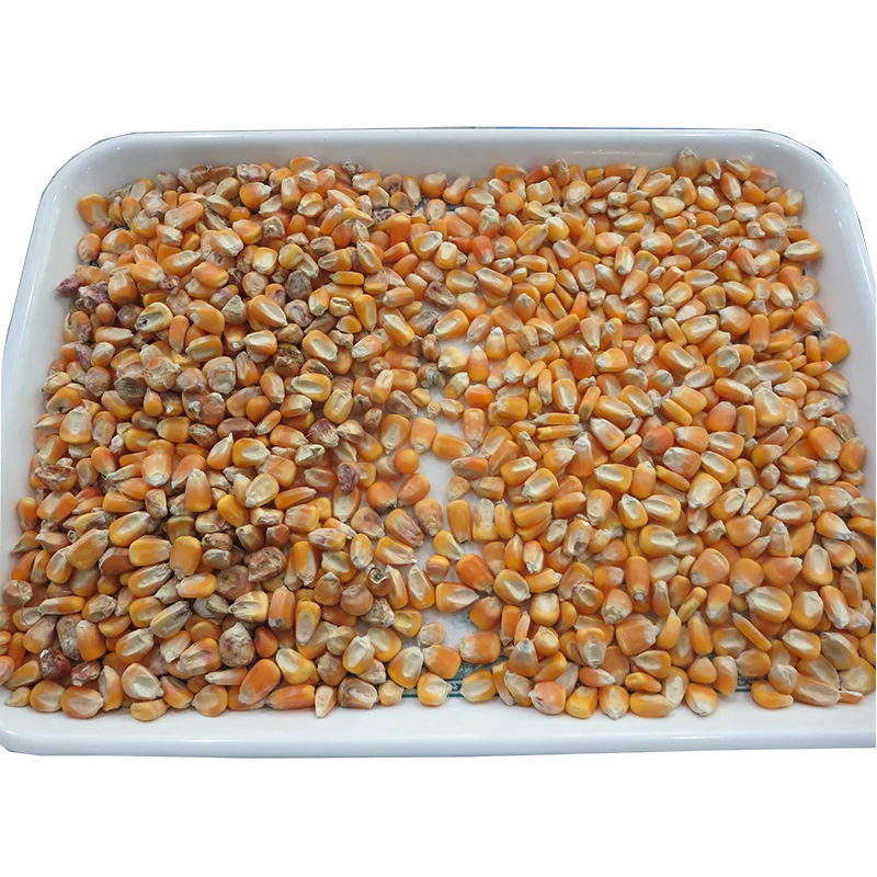 Corn Seed Processing Plant Corn Grain Separating Machine Corn Seed Separator