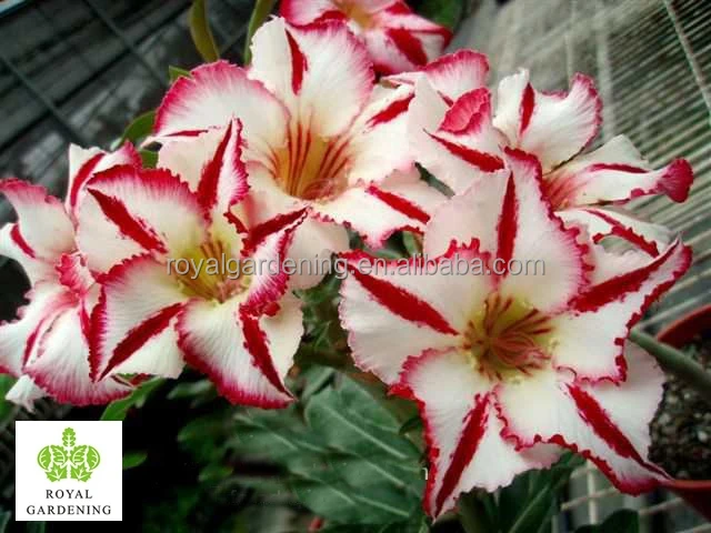 
Adenium obesum ( Desert rose) 