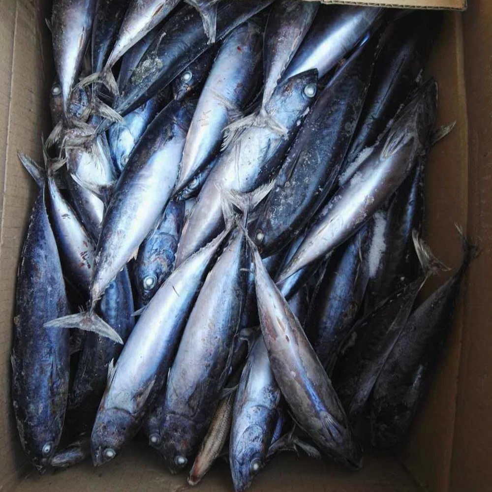 Sea Frozen bonito tuna whole round