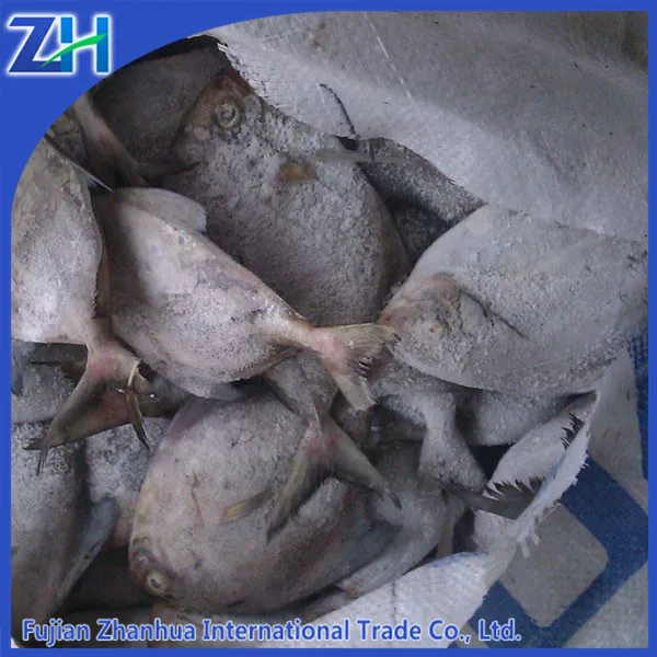 Замороженные черный помфрет рыбы IQF