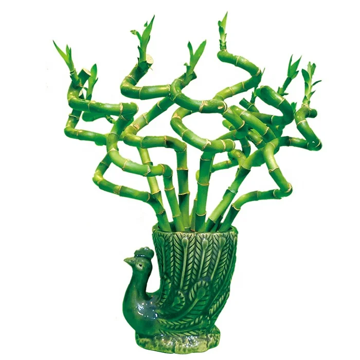 Zhanjiang LUCKY BAMBOO plant nursery 10-100cm spiral lucky bamboo plant dracaena sanderiana in stock