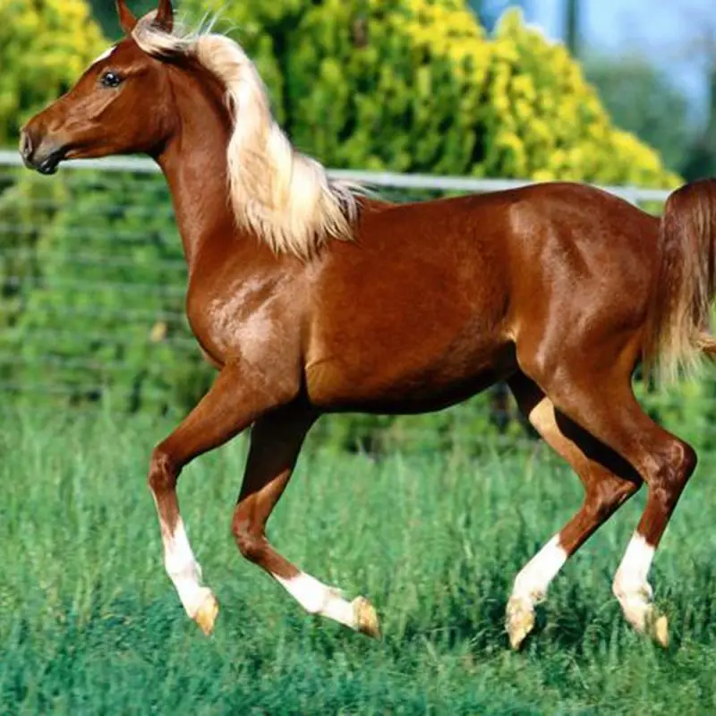 PANGOO horse, racing animals acidophilus probiotics feed nutrition