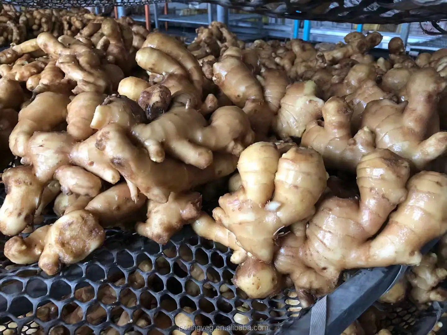 2018 new Dry ginger For America