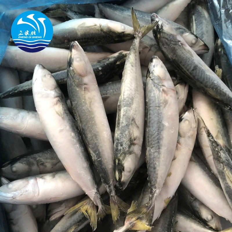 
 Замороженная индо-Тихоокеанская король скумбрия  