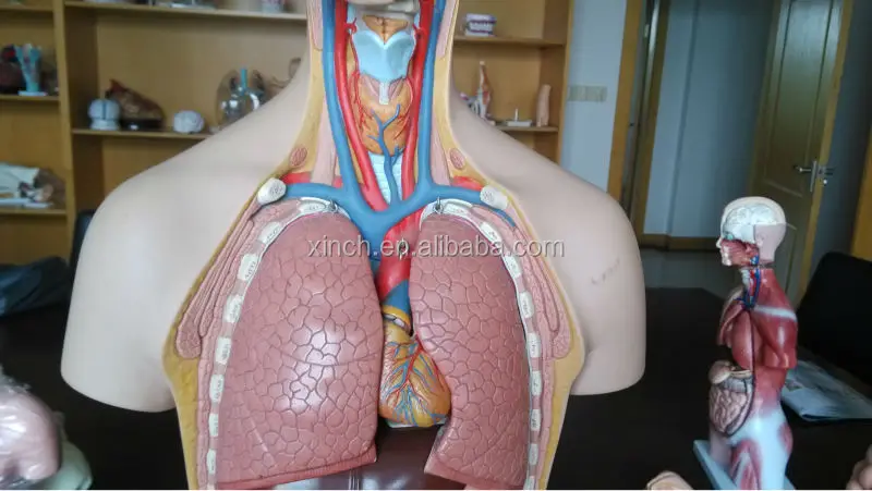 Anatomical Models Second Hand