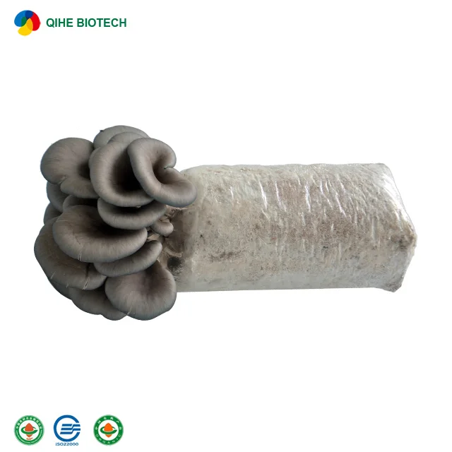 
Best-selling oyster mushroom spawn with CE certificate 