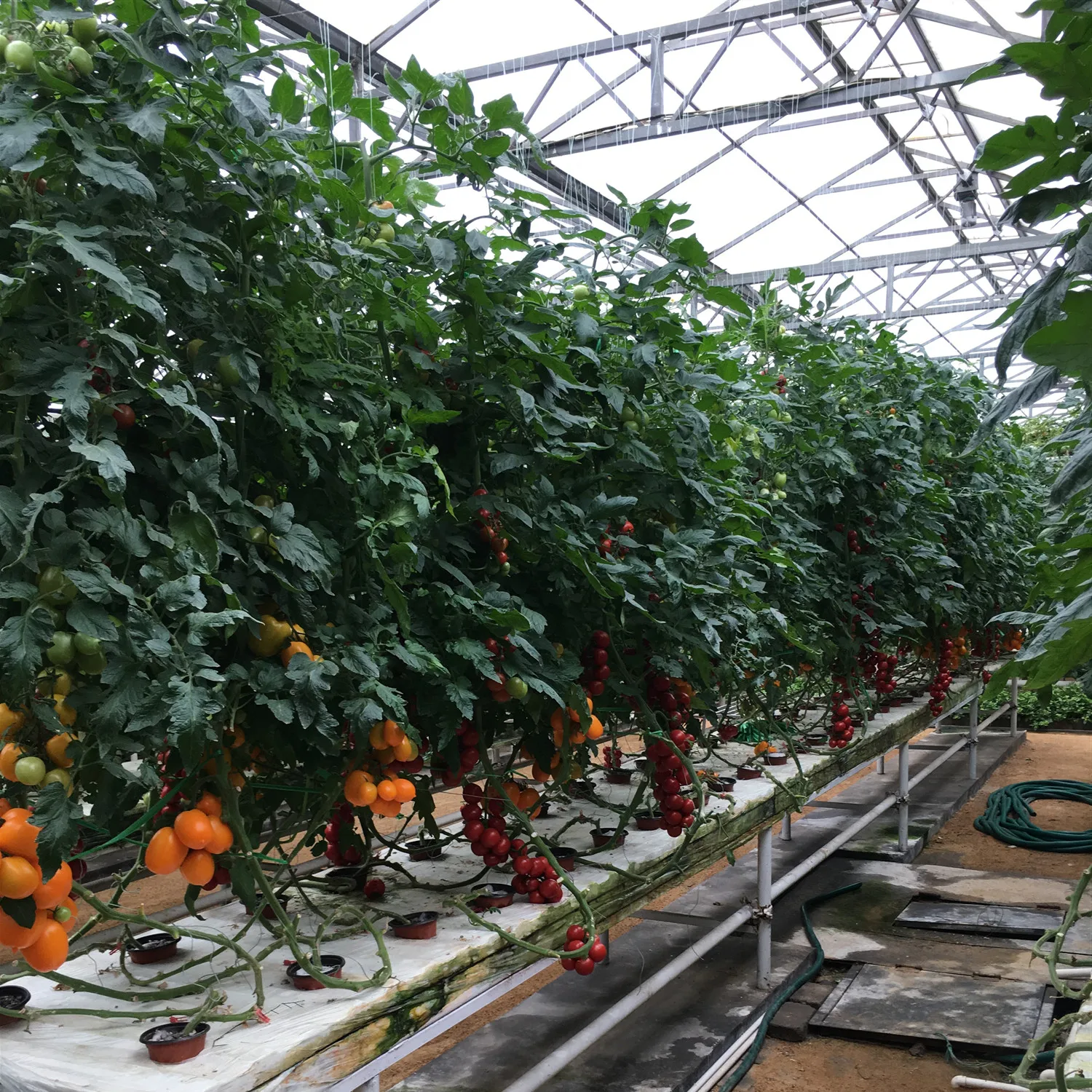 Venlo Type Double Layer Glass Greenhouse with Hydroponic System for Agriculture/Tourism Planting/Strawberry Picking Tourism