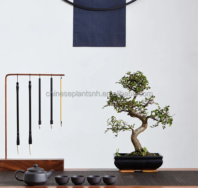 ZELKOVA PARVIFOLIA, ulmus, Elm, mini bonsai 15cm S shape, bonsai trees live plant indoor plant