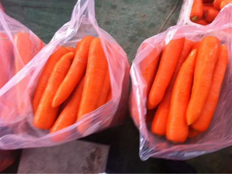 
Chinese fresh carrot from China 