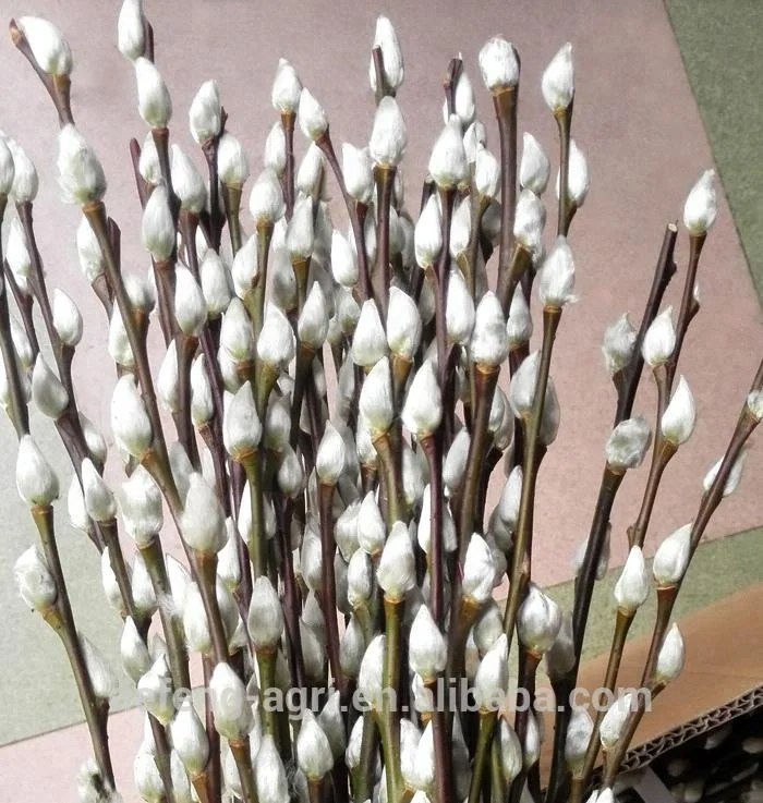 Real fresh flower Salix nice cut flower pussy willow for celebration decoration flower
