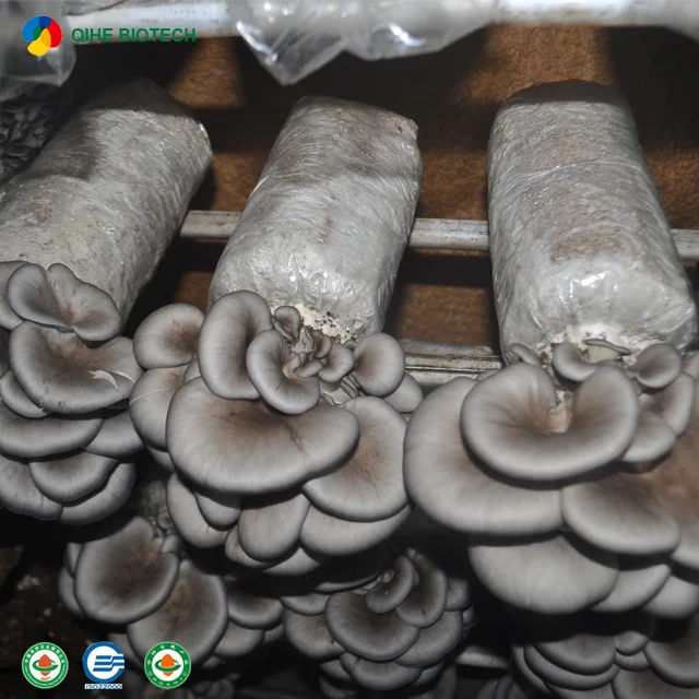 
Best-selling oyster mushroom spawn with CE certificate 