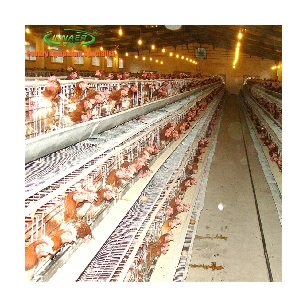 INNAER 2m 5tiers 160birds 40nests chicken layer cage