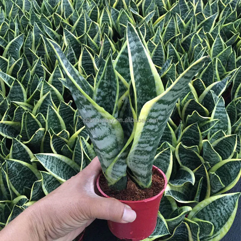 
Sansevieria trifasciata Prain indoor plant nursery supplier 