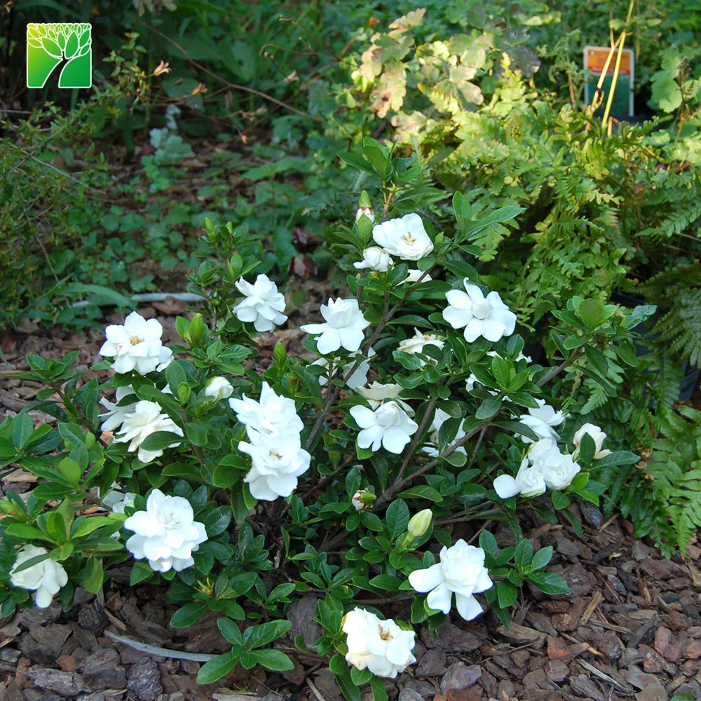 
Cheap wholesale high maintenance shrub plant tree Gardenia jasminoides Gardenia 